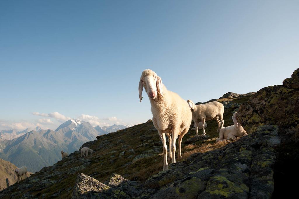 Appartements Michaela Neustift im Stubaital Exteriér fotografie